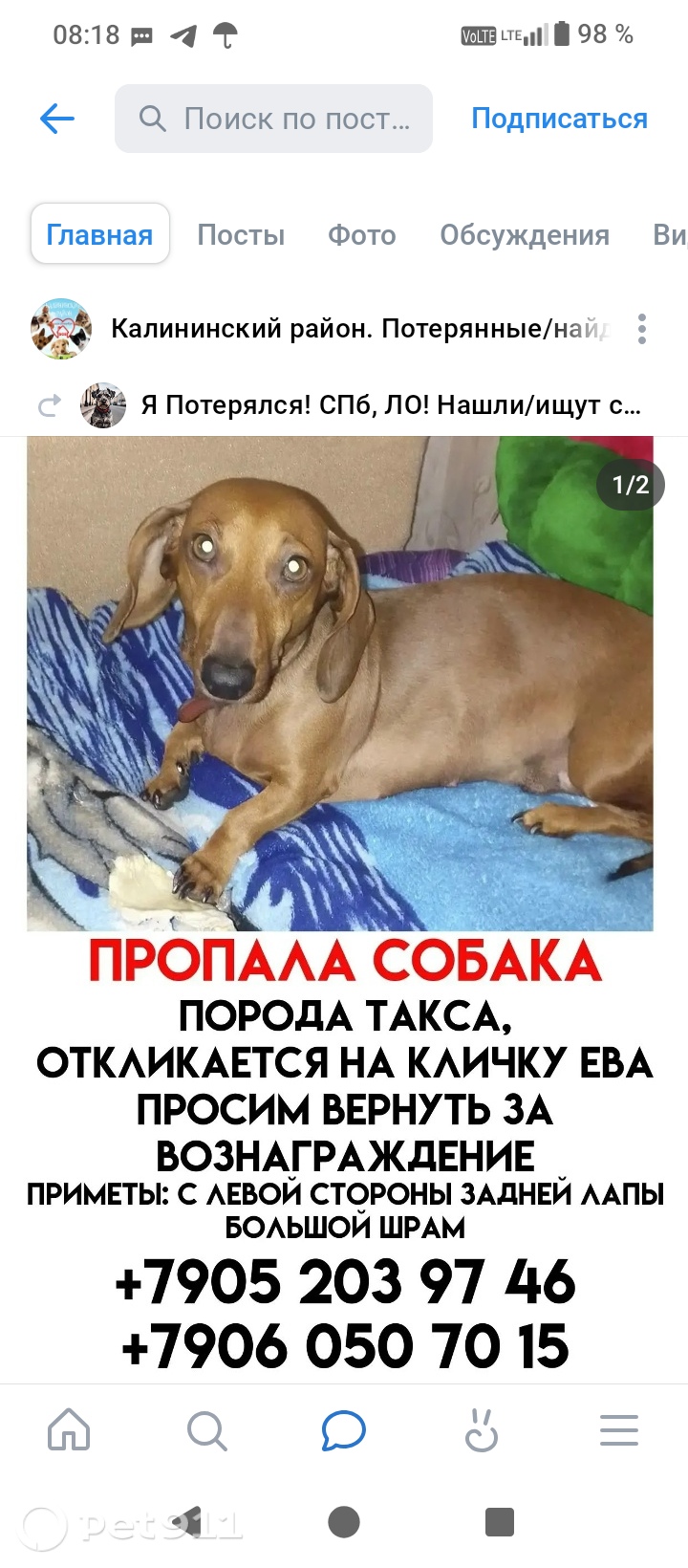 Найдена собака в Санкт-Петербурге — фото объявления