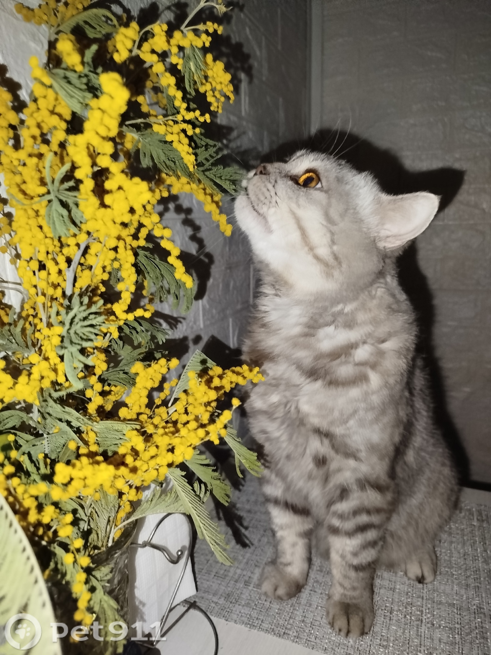 Найдена кошка в Пензе — фото объявления