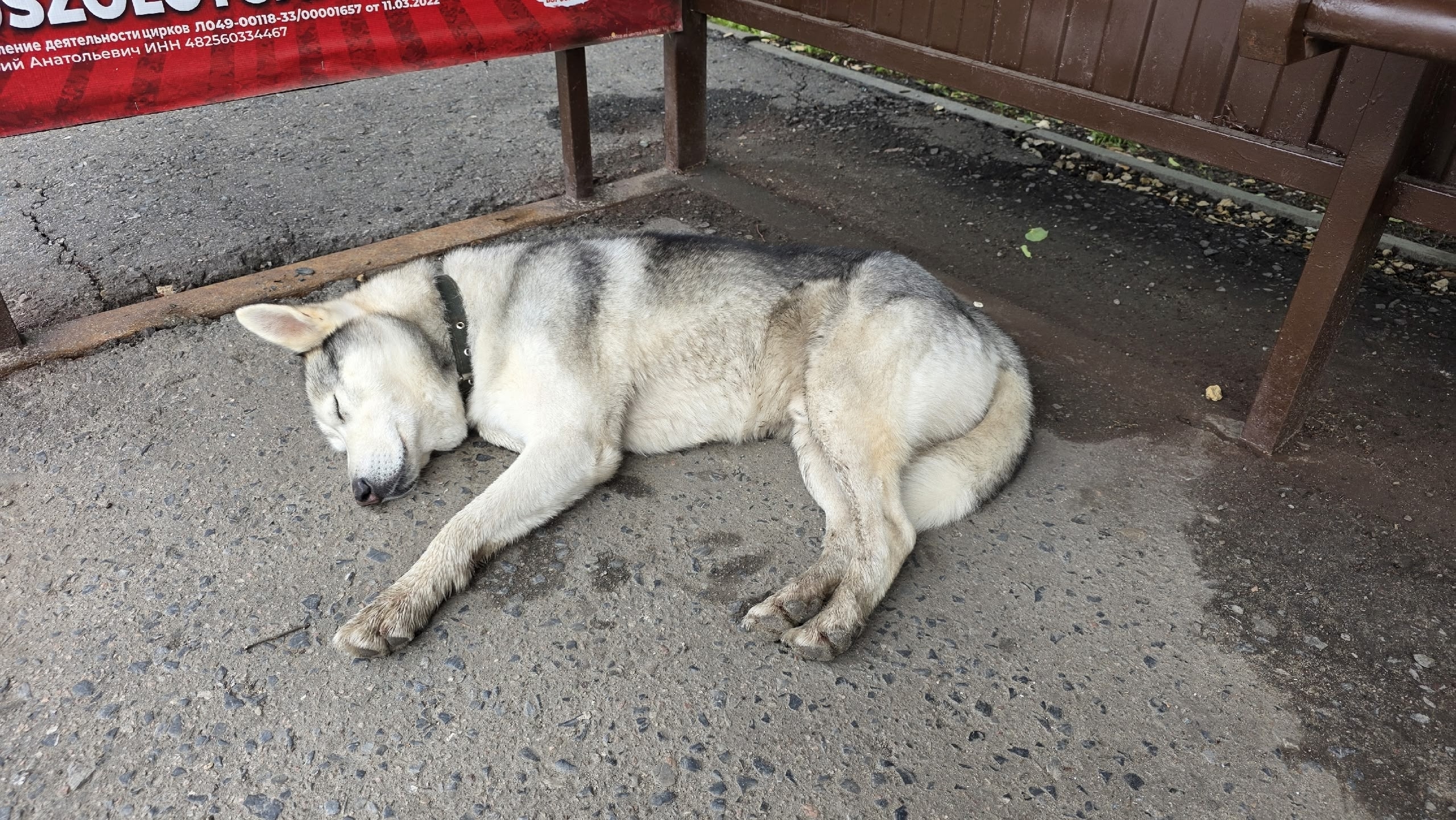 Найдена собака в Пензе — фото объявления
