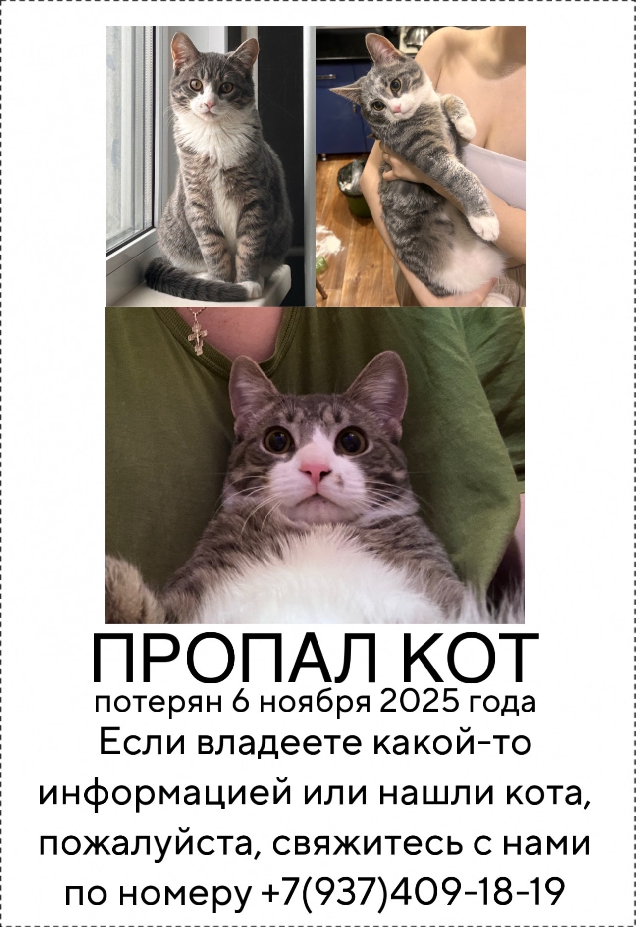 Найдена кошка в Пензе — фото объявления