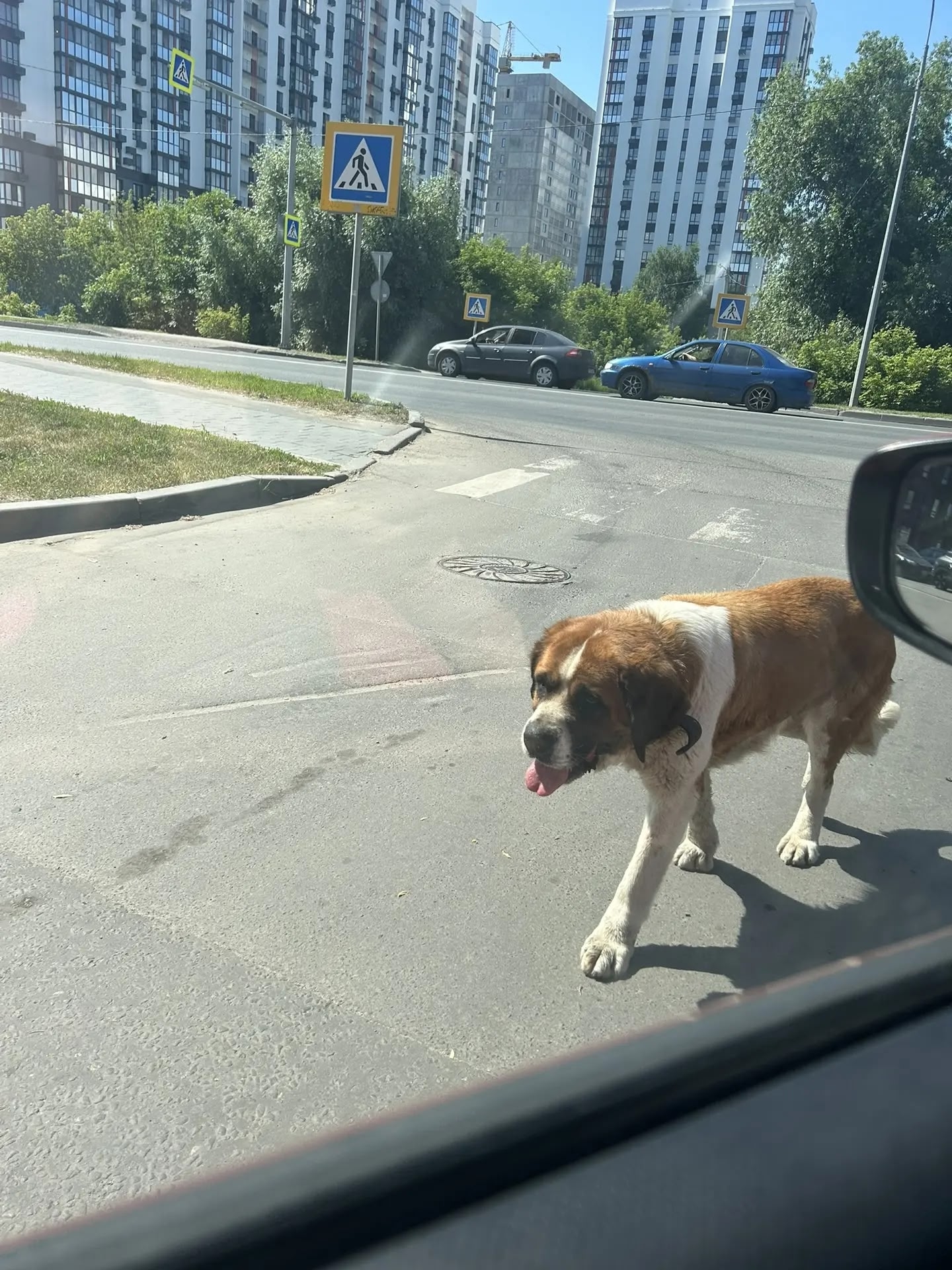 Найдена собака в Пензе — фото объявления