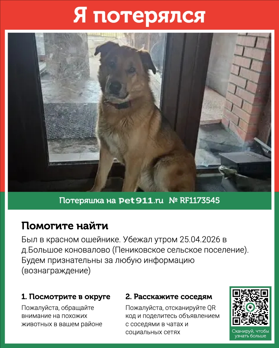 Найдена собака в Кудрове — фото объявления