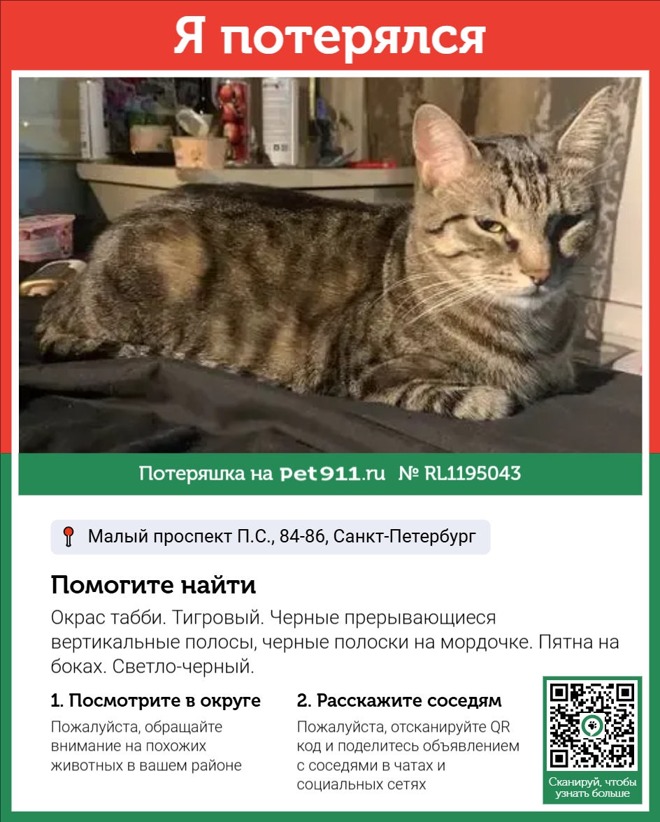Найдена кошка в Кудрове — фото объявления