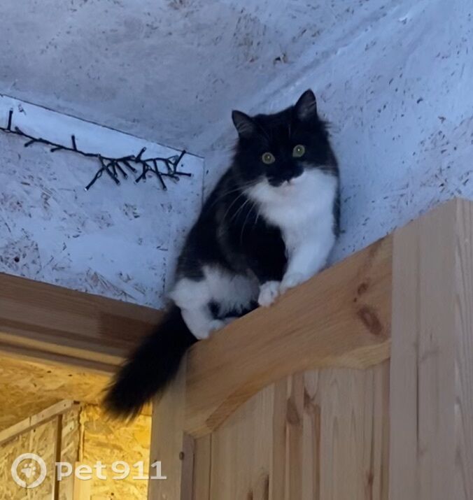 Найдена кошка в Гатчине — фото объявления