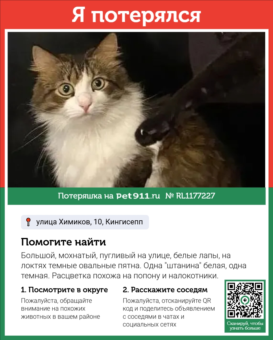 Найдена кошка в Гатчине — фото объявления