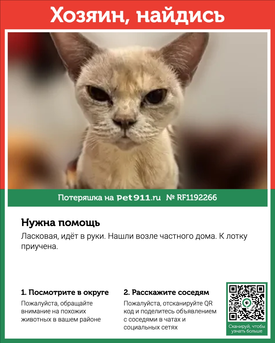 Найдена кошка в Гатчине — фото объявления