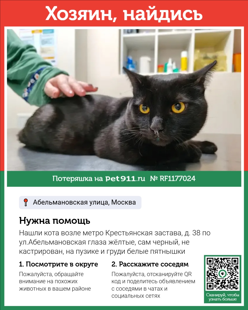 Найдена кошка в Ессентуках — фото объявления
