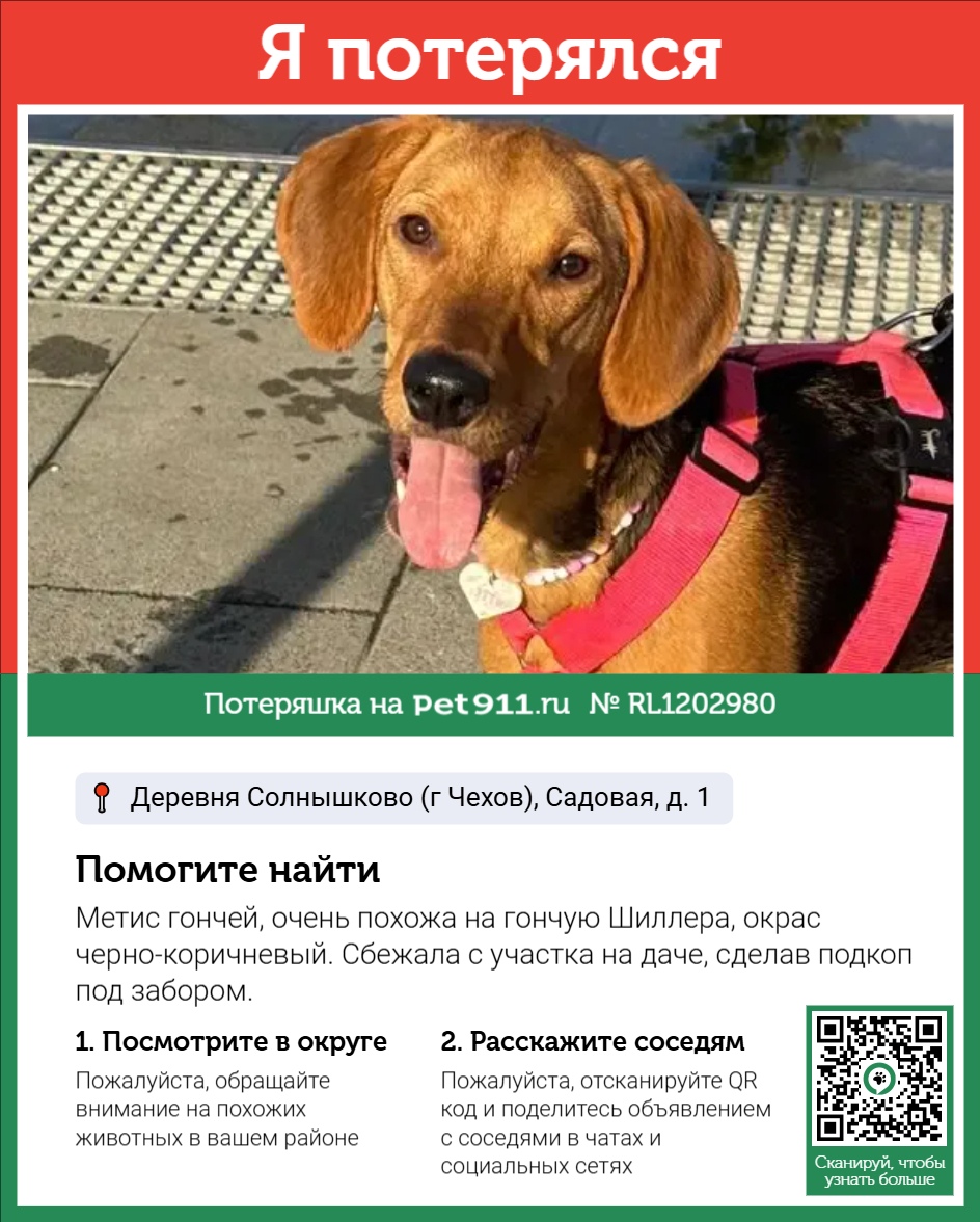 Найдена собака в Ессентуках — фото объявления