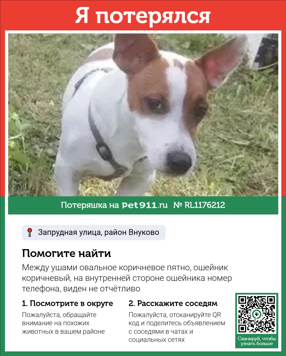 Найдена собака в Ивантеевке — фото объявления
