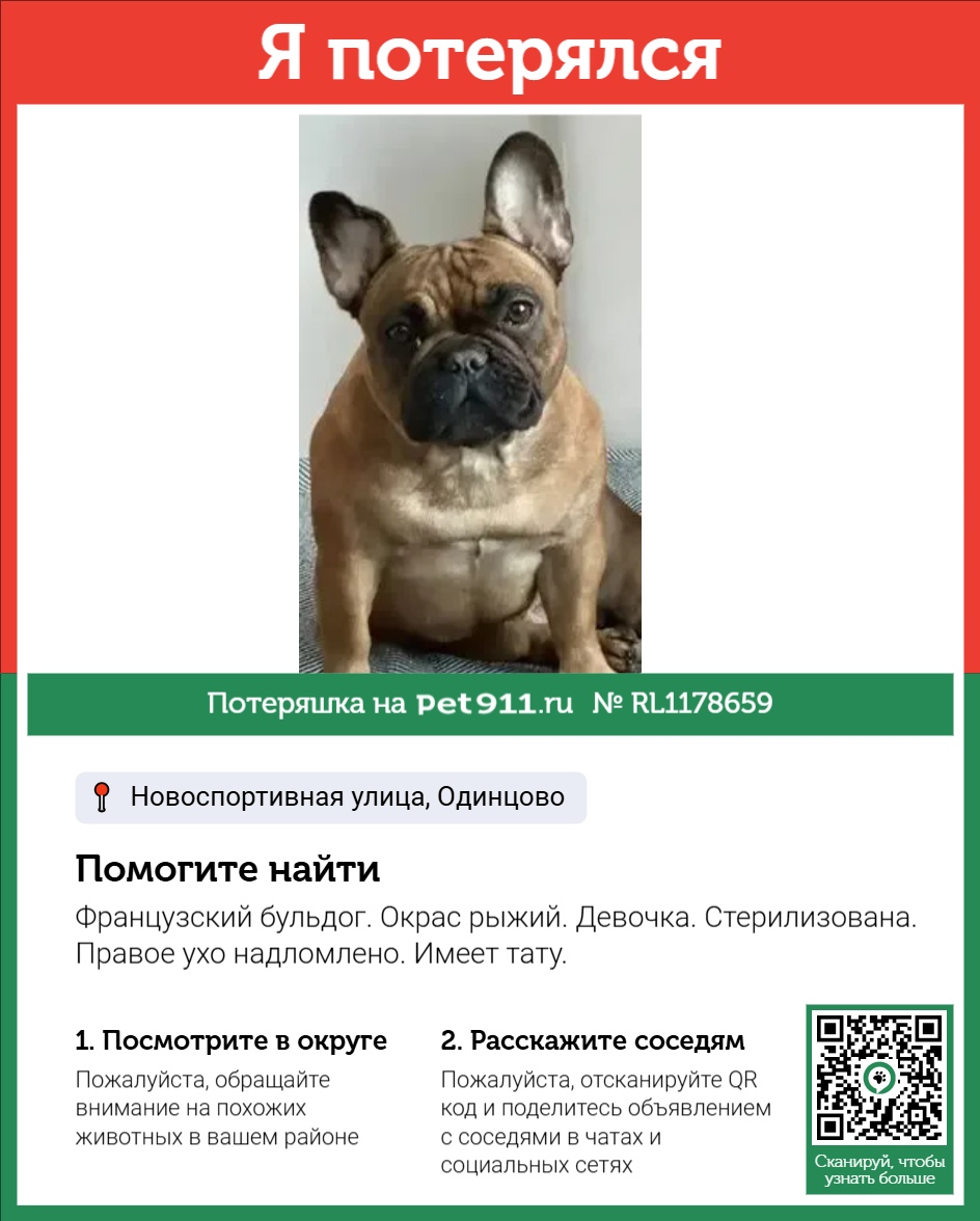 Найдена собака в Ивантеевке — фото объявления
