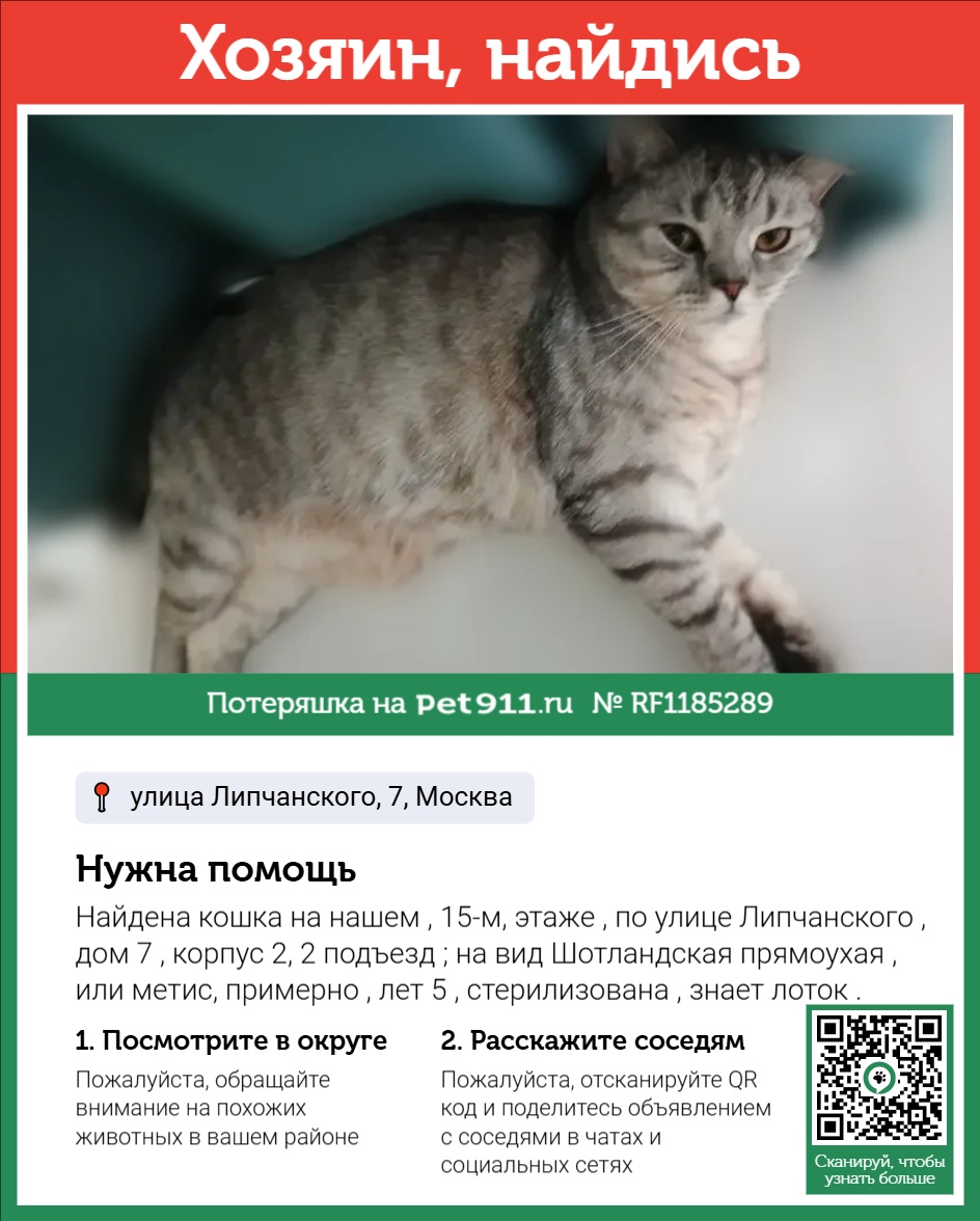 Найдена кошка в Ивантеевке — фото объявления