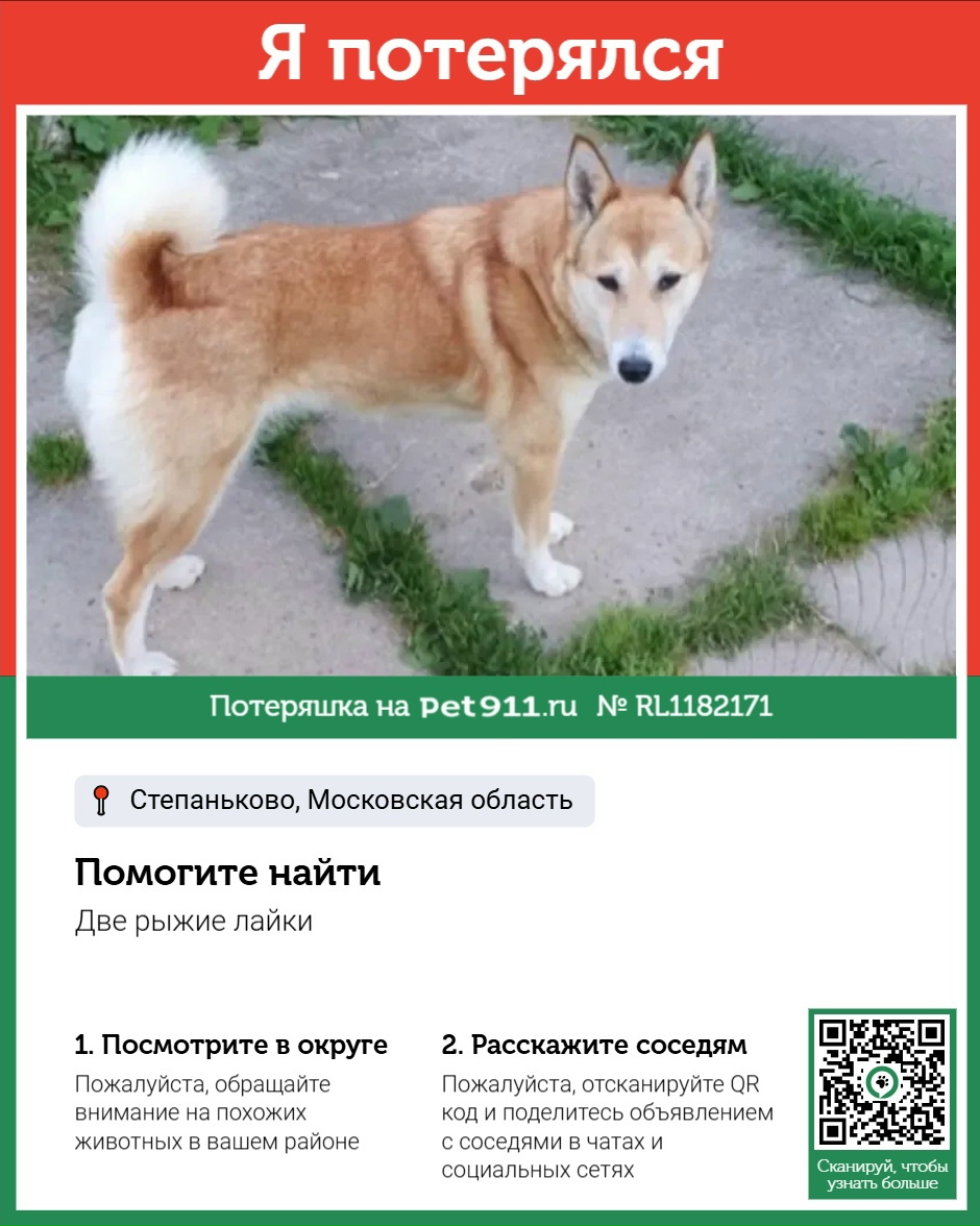 Найдена собака в Майкопе — фото объявления