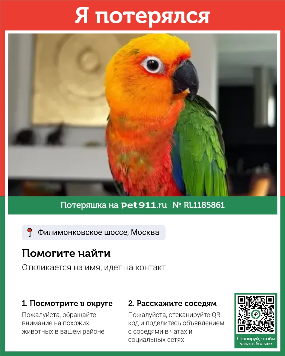 Объявление о питомце в Майкопе — фото объявления