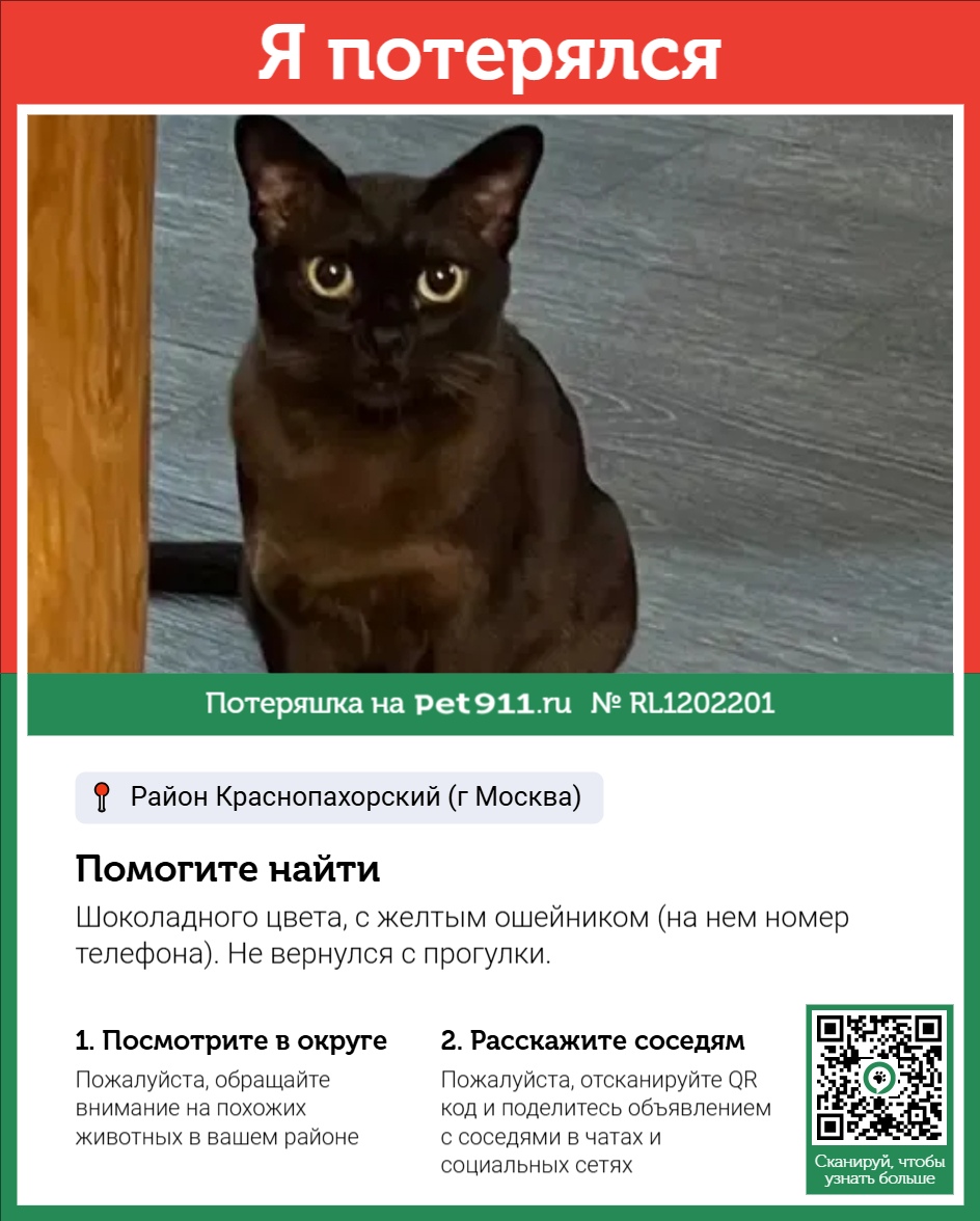 Найдена кошка в Майкопе — фото объявления