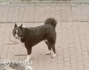 Найдена собака в Майкопе — фото объявления