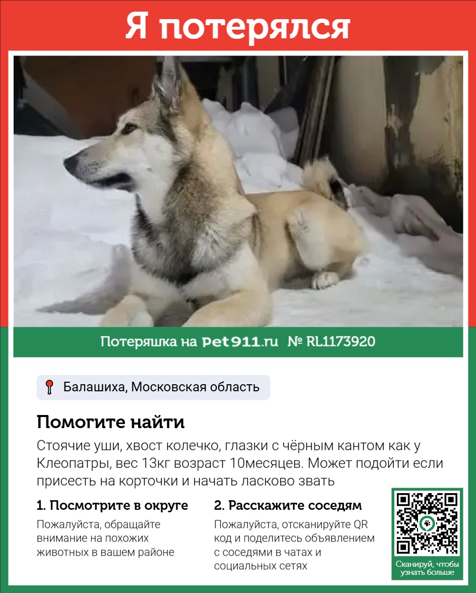 Найдена собака в Балашихе — фото объявления