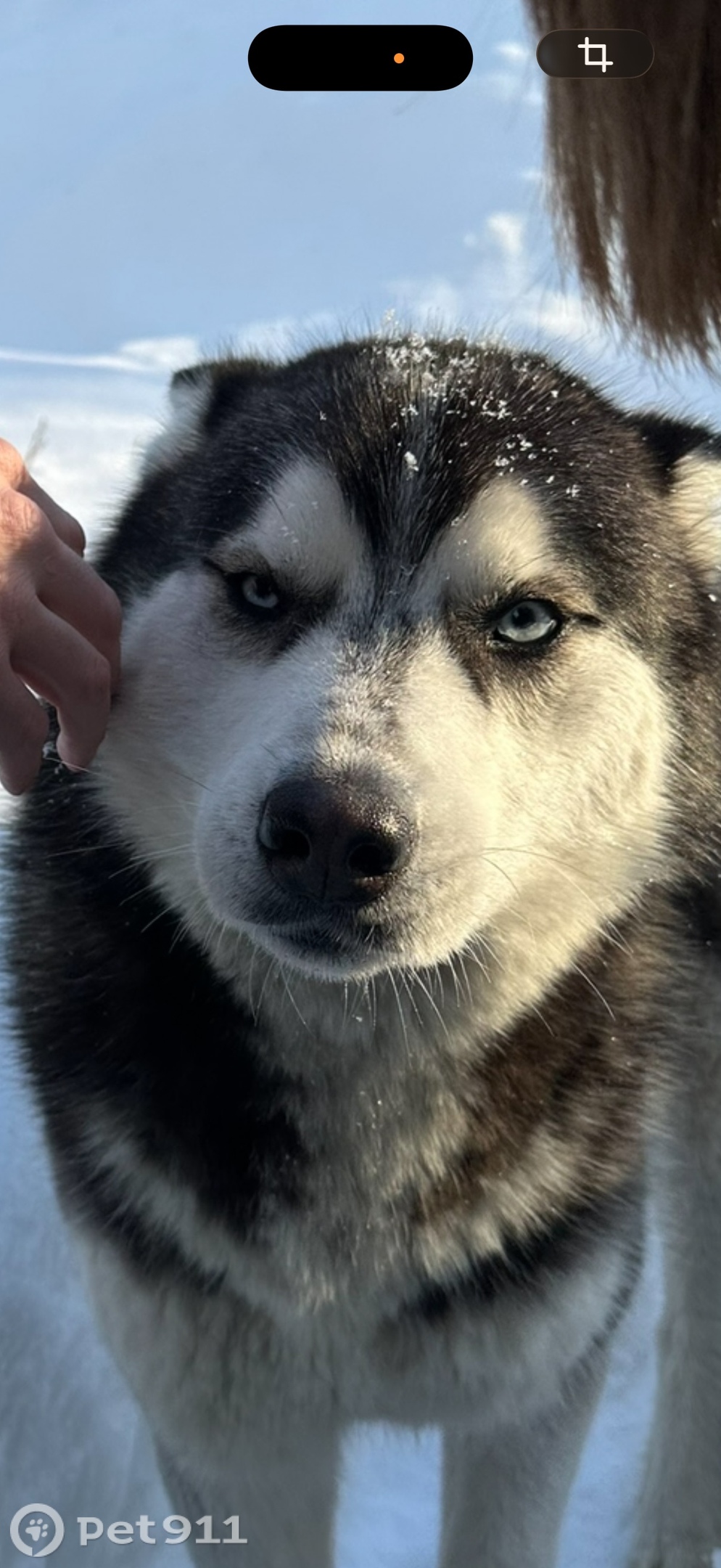 Найдена собака в Норильске — фото объявления