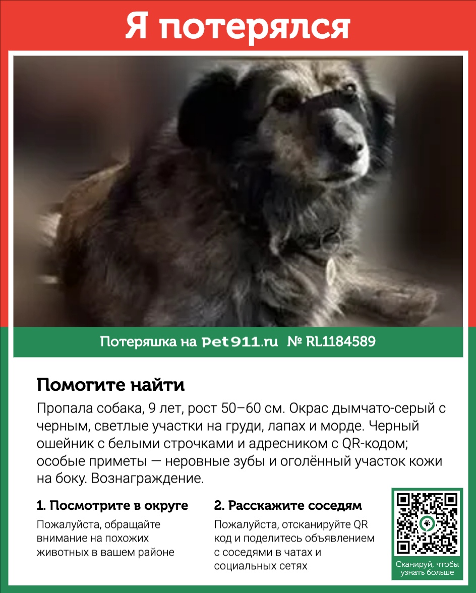 Найдена собака в Норильске — фото объявления
