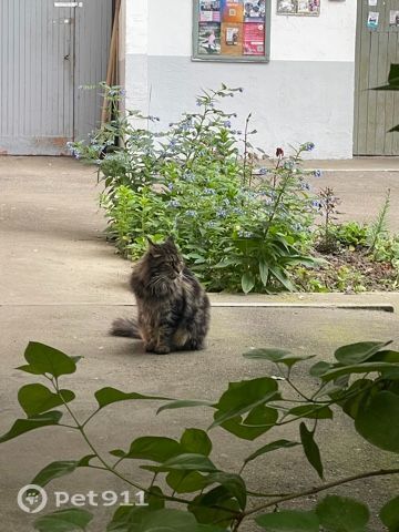 Найдена кошка в Норильске — фото объявления