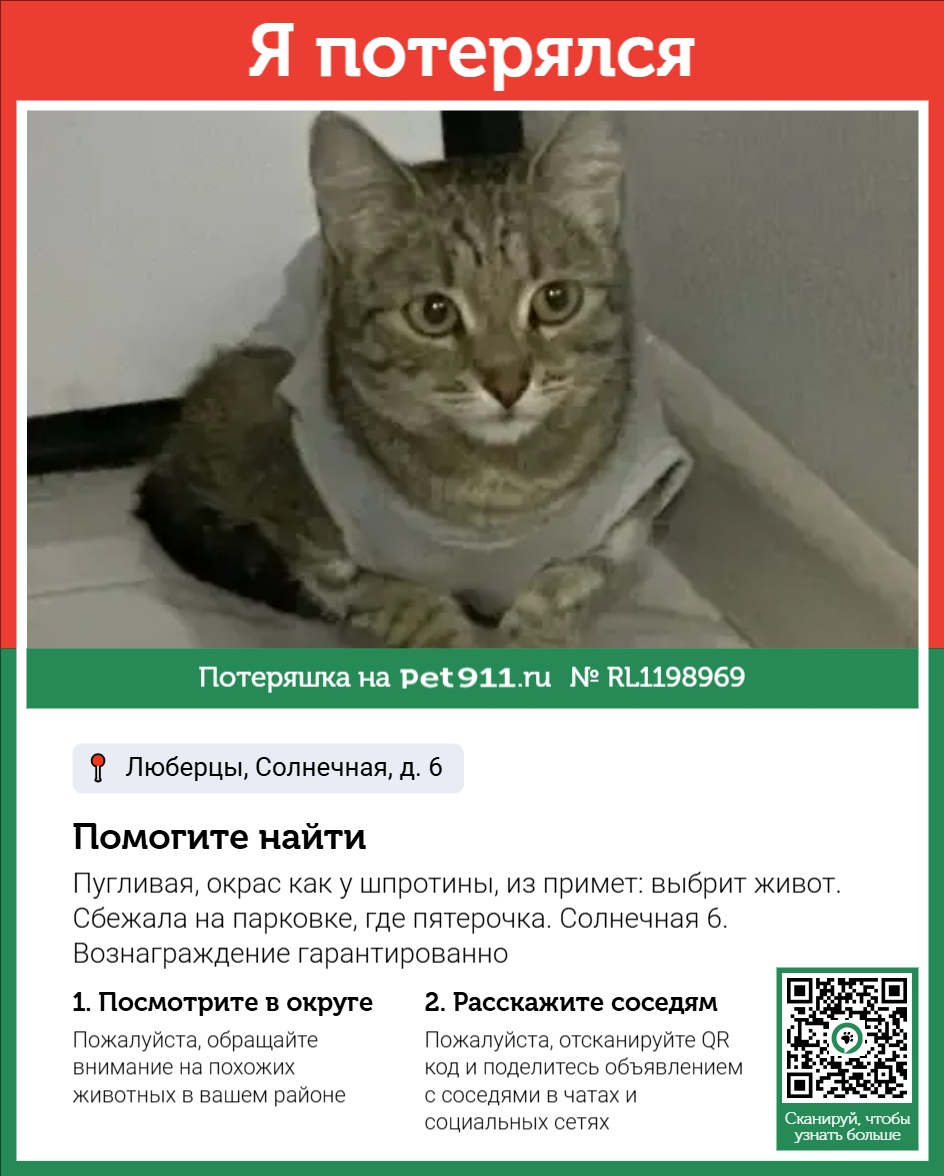 Найдена кошка в Норильске — фото объявления