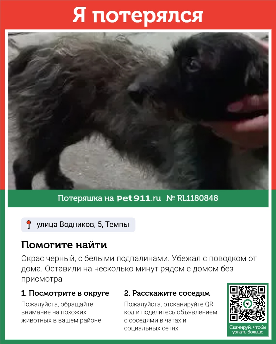 Найдена собака в Октябрьском — фото объявления