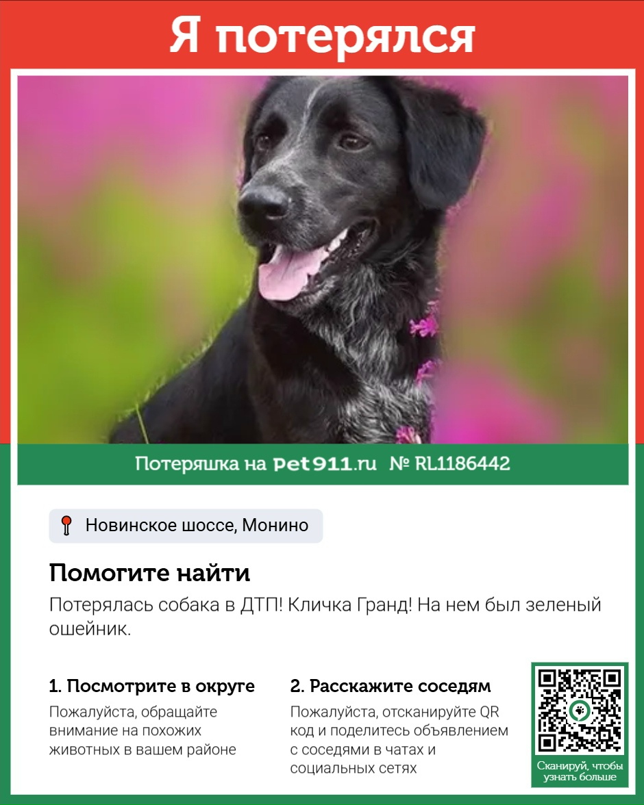 Найдена собака в Октябрьском — фото объявления