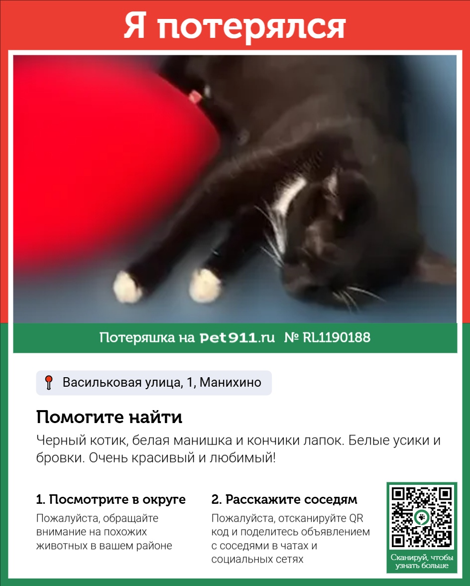 Найдена кошка в Петропавловске-Камчатском — фото объявления