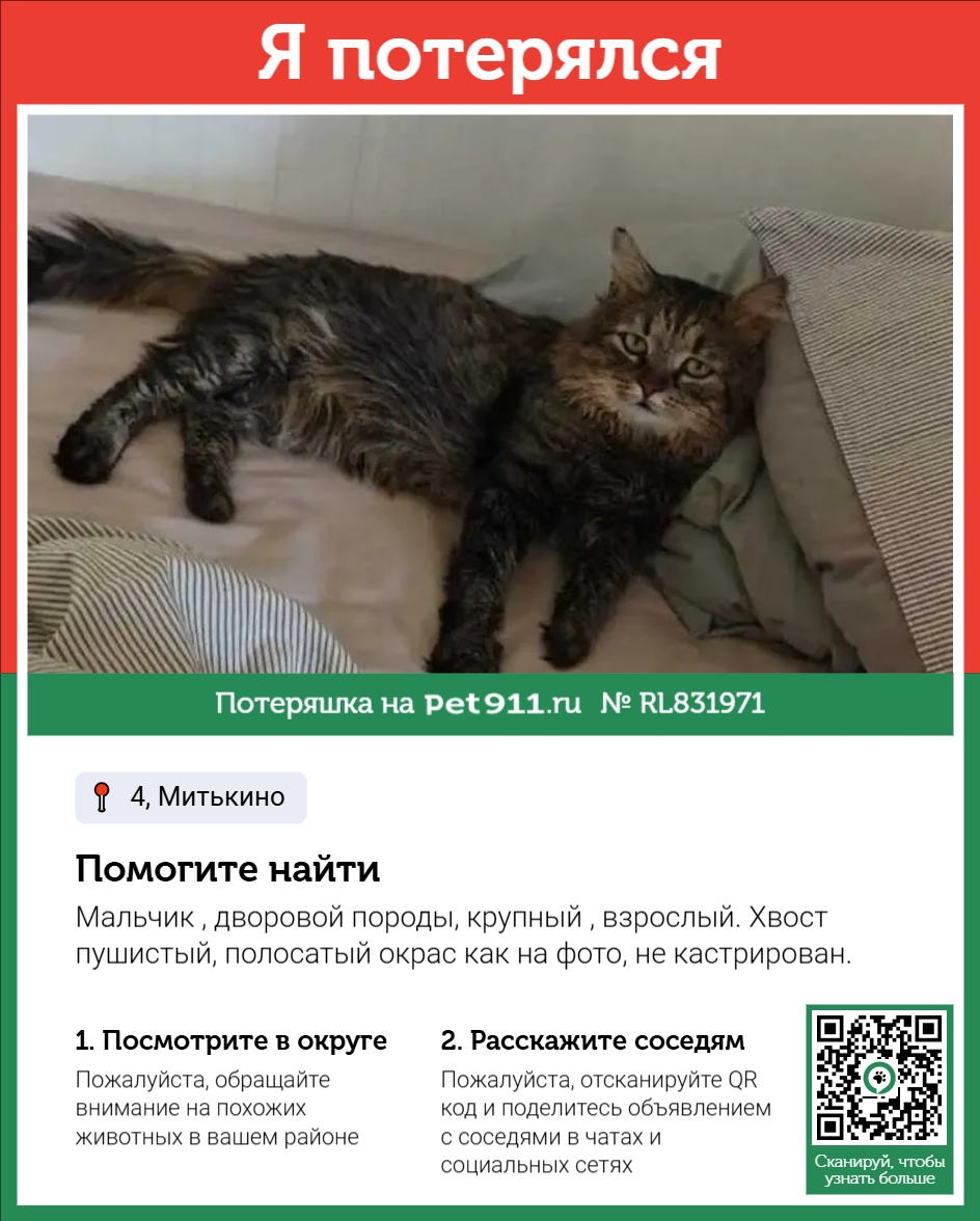 Найдена кошка в Петропавловске-Камчатском — фото объявления