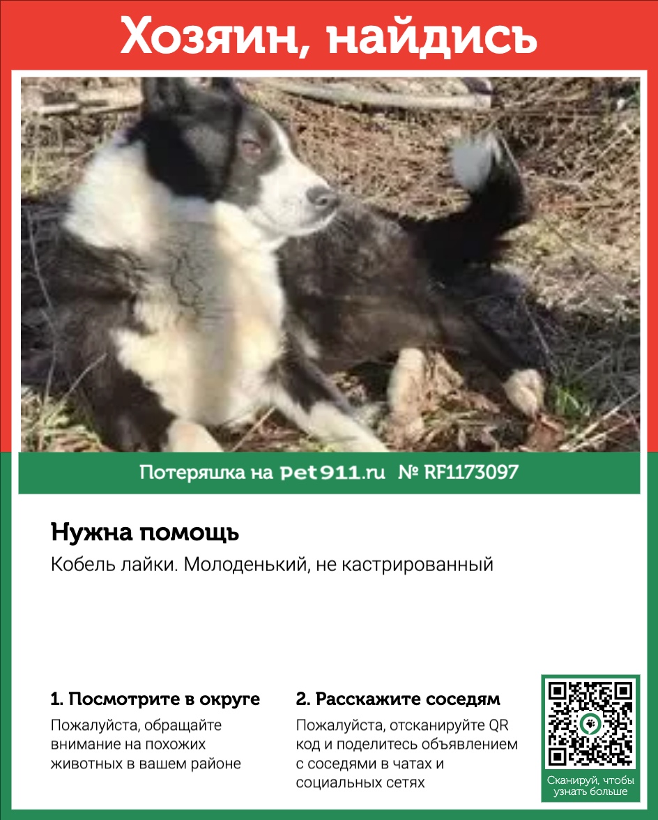 Найдена собака в Пятигорске — фото объявления