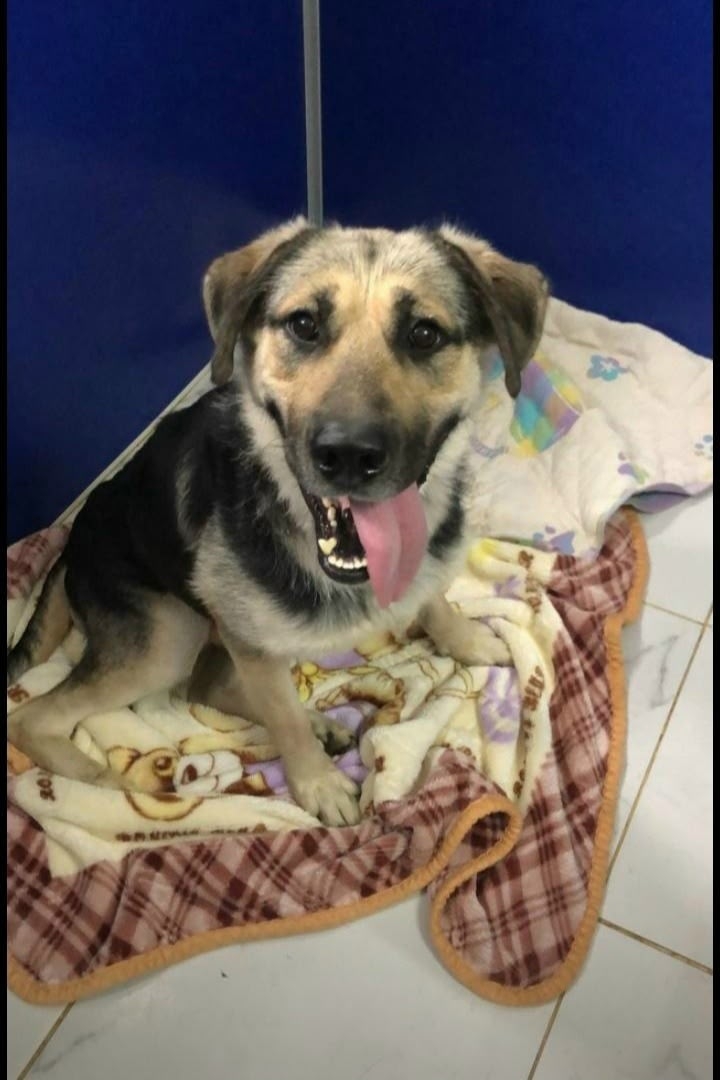 Найдена собака в Раменском — фото объявления