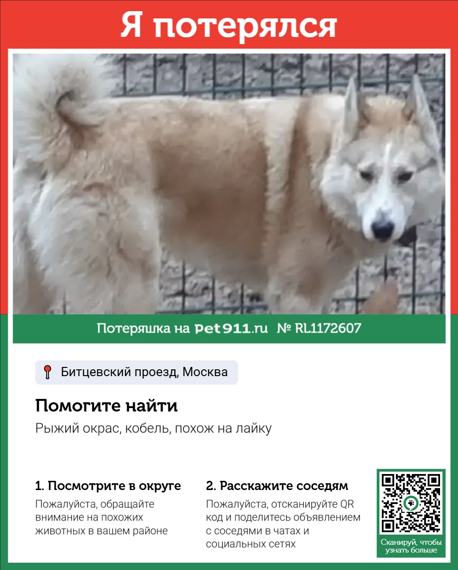 Найдена собака в Москве — фото объявления