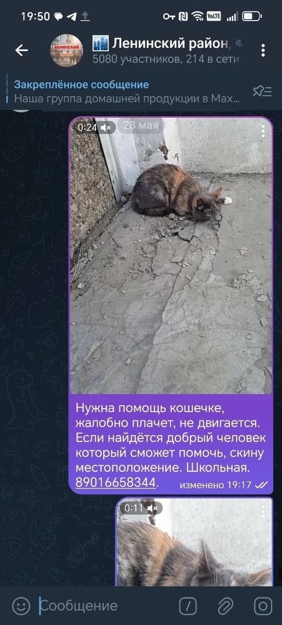 Объявление о питомце в Иркутске — фото объявления