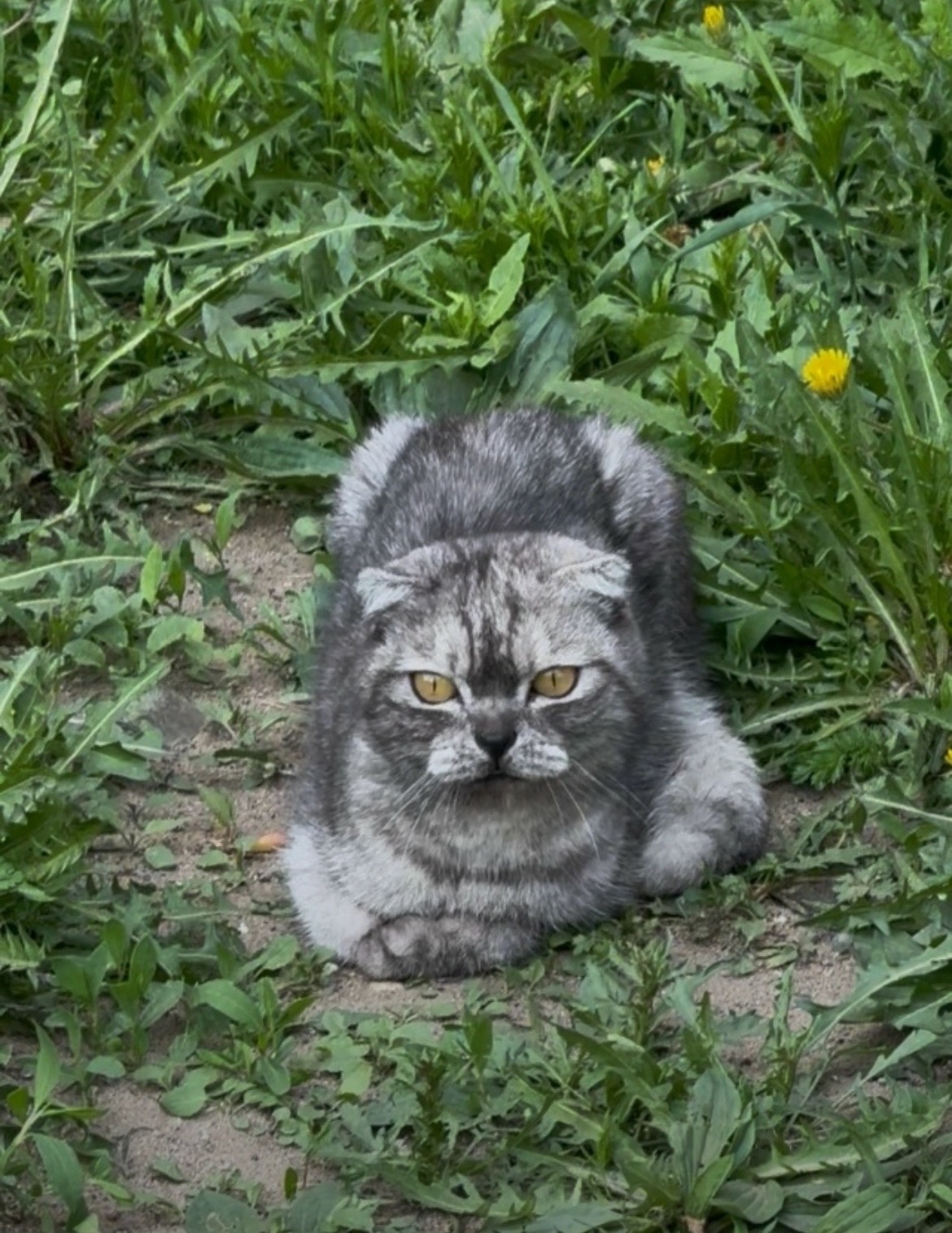 Найдена кошка в Чите — фото объявления