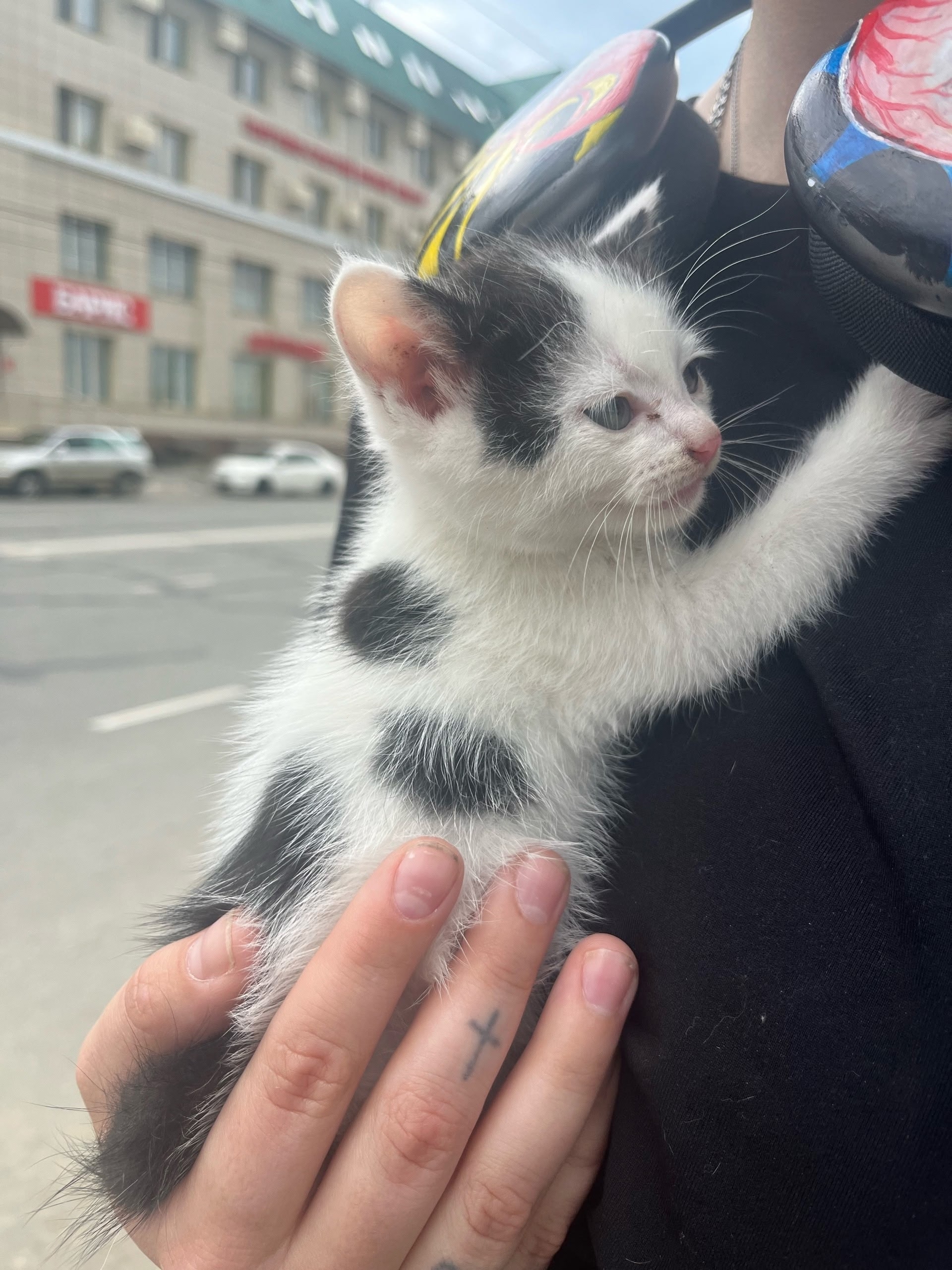 Найдена кошка в Чите — фото объявления