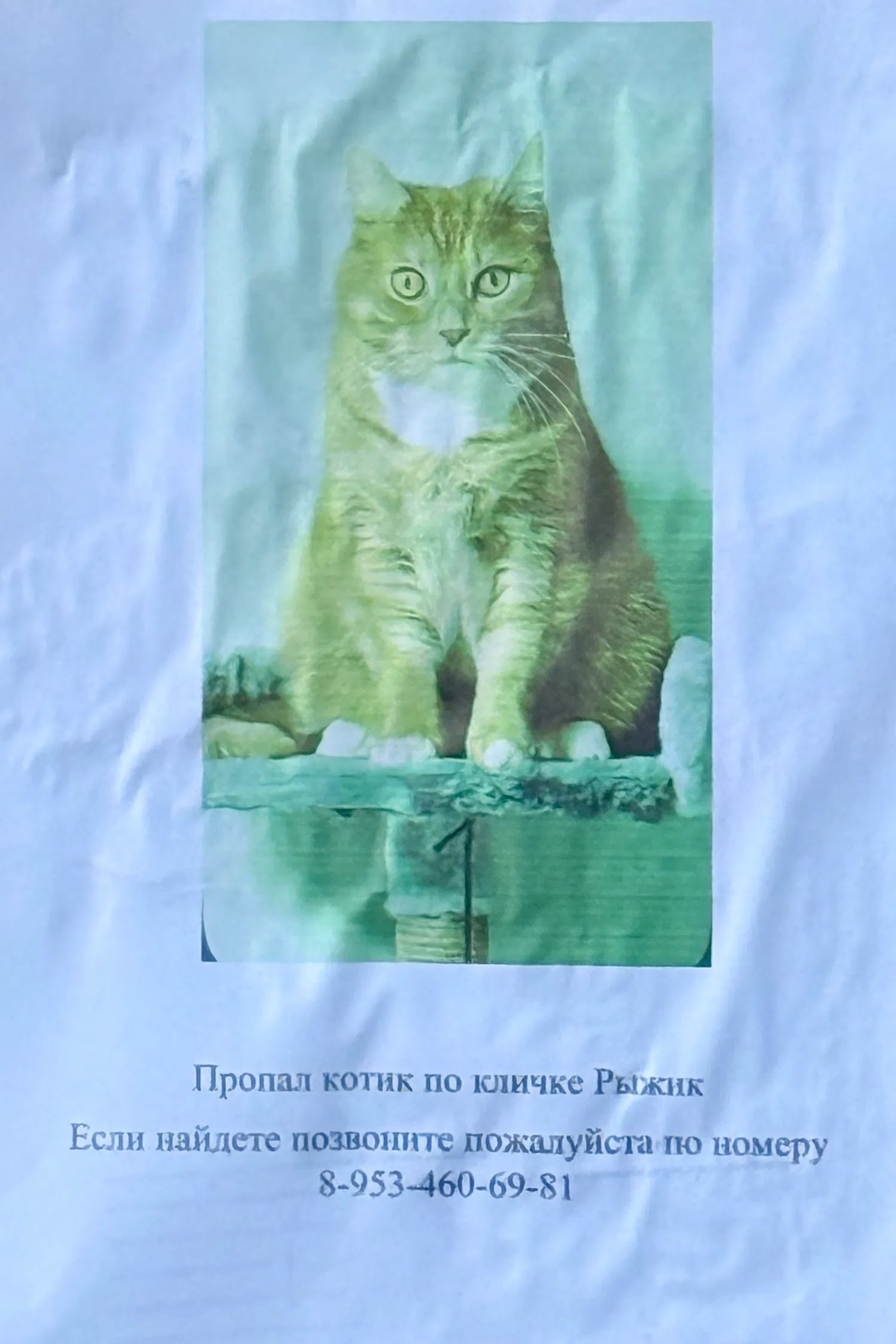 Найдена кошка в Калуге — фото объявления