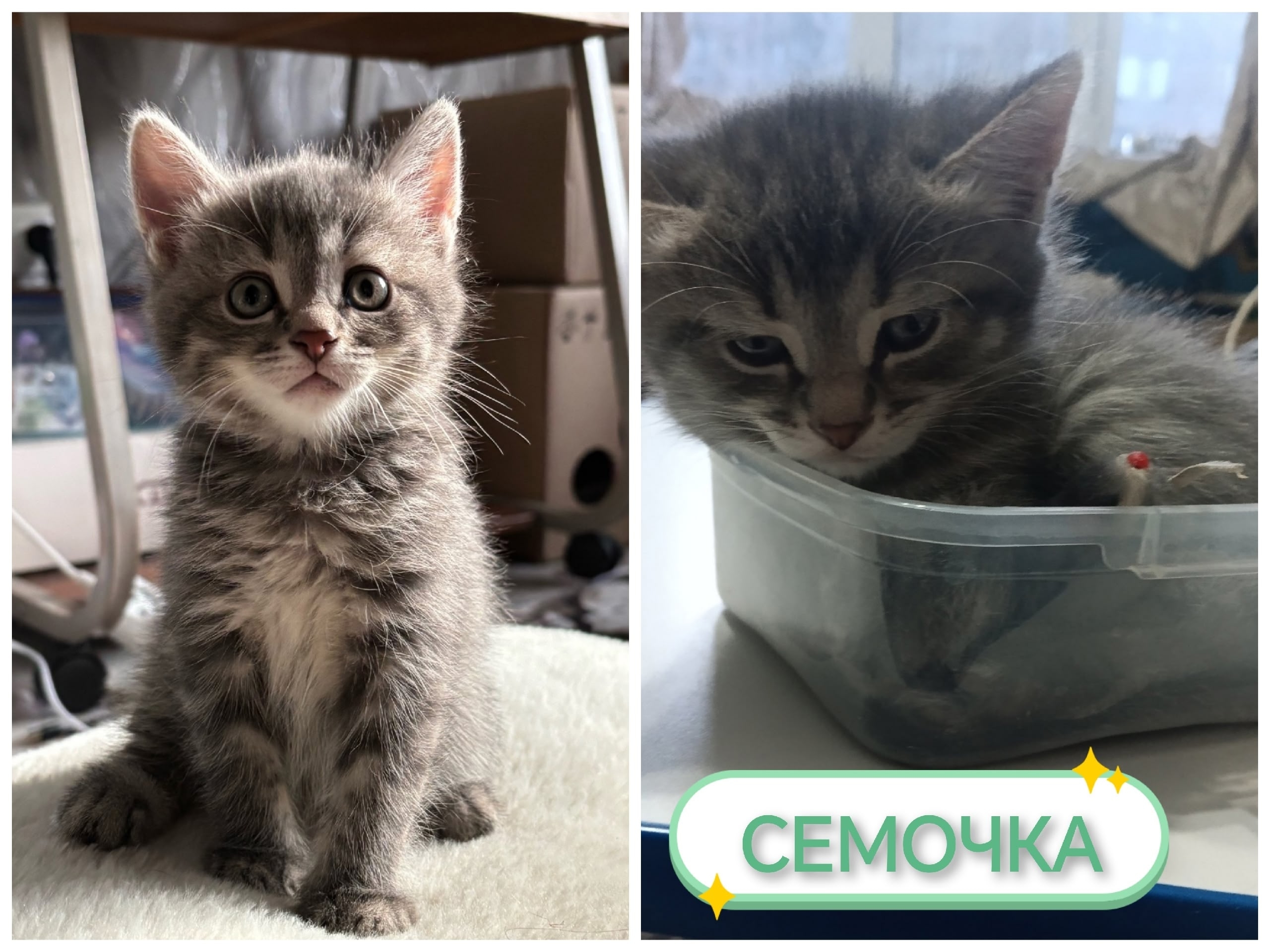 Найдена кошка в Саранске — фото объявления