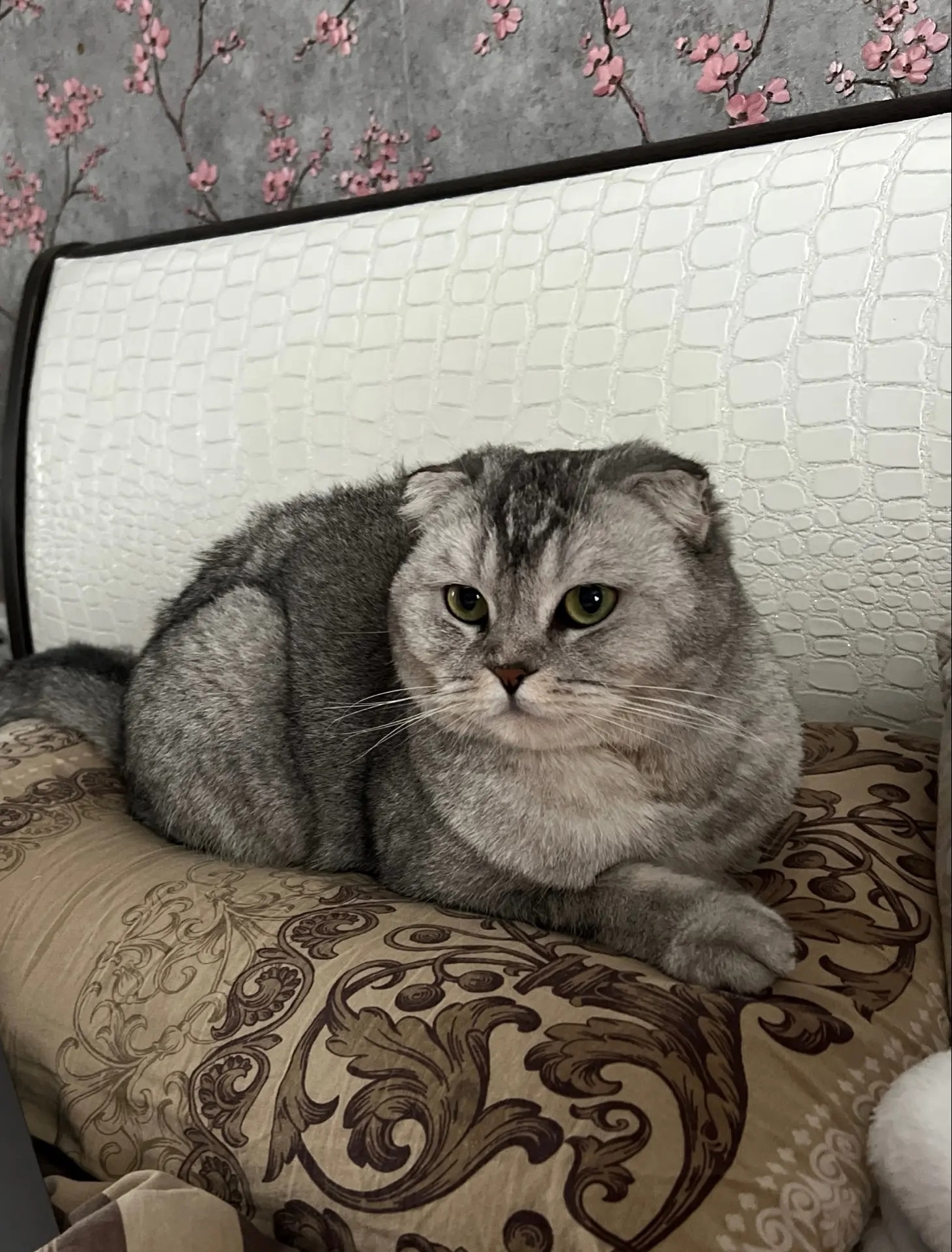 Найдена кошка в Саранске — фото объявления