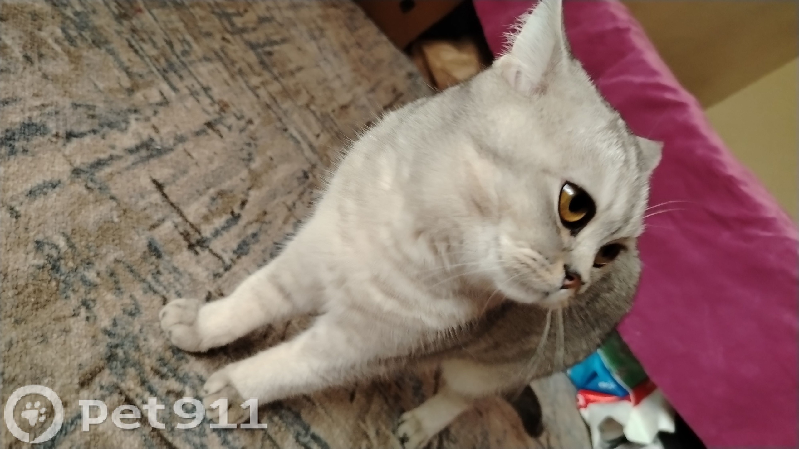 Найдена кошка в Нальчике — фото объявления