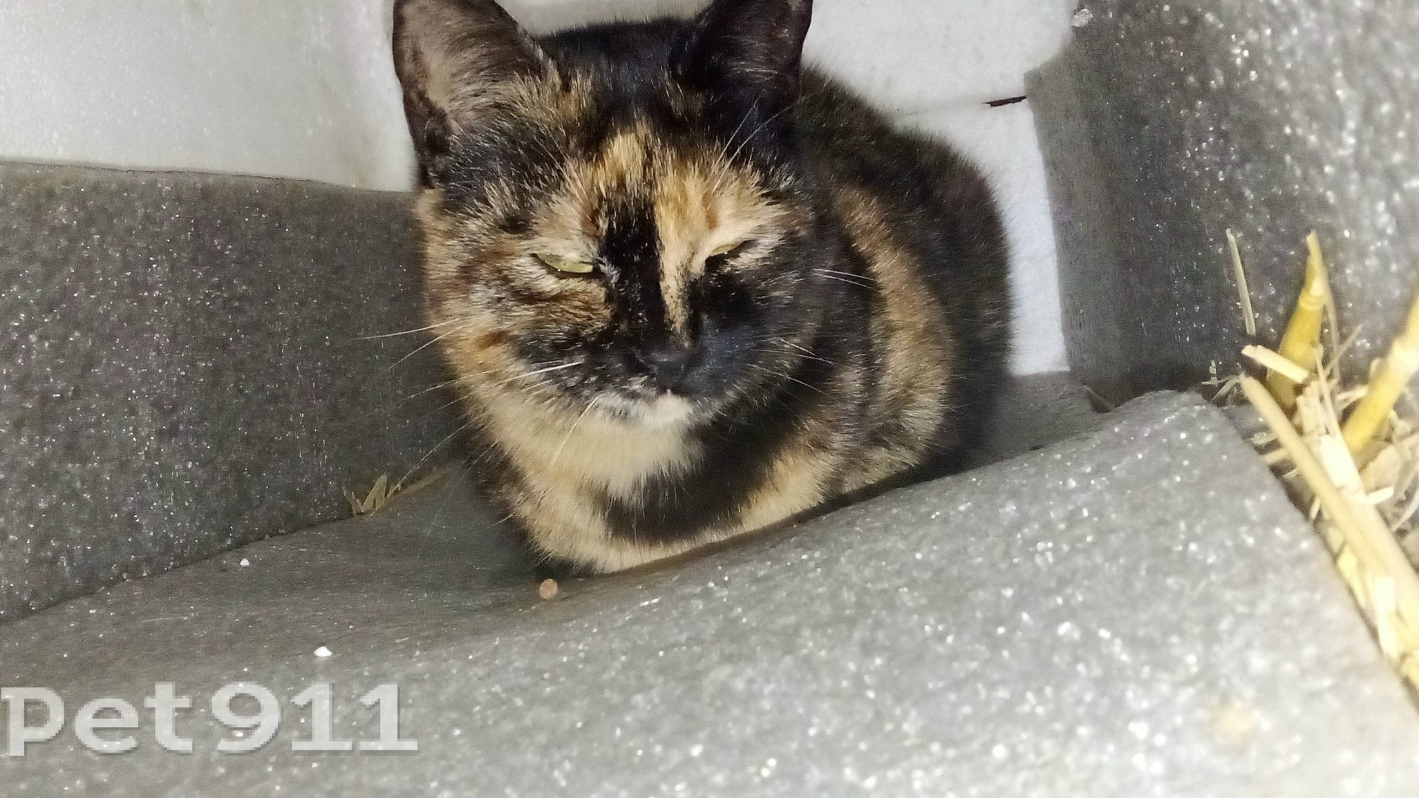 Найдена кошка в Нальчике — фото объявления