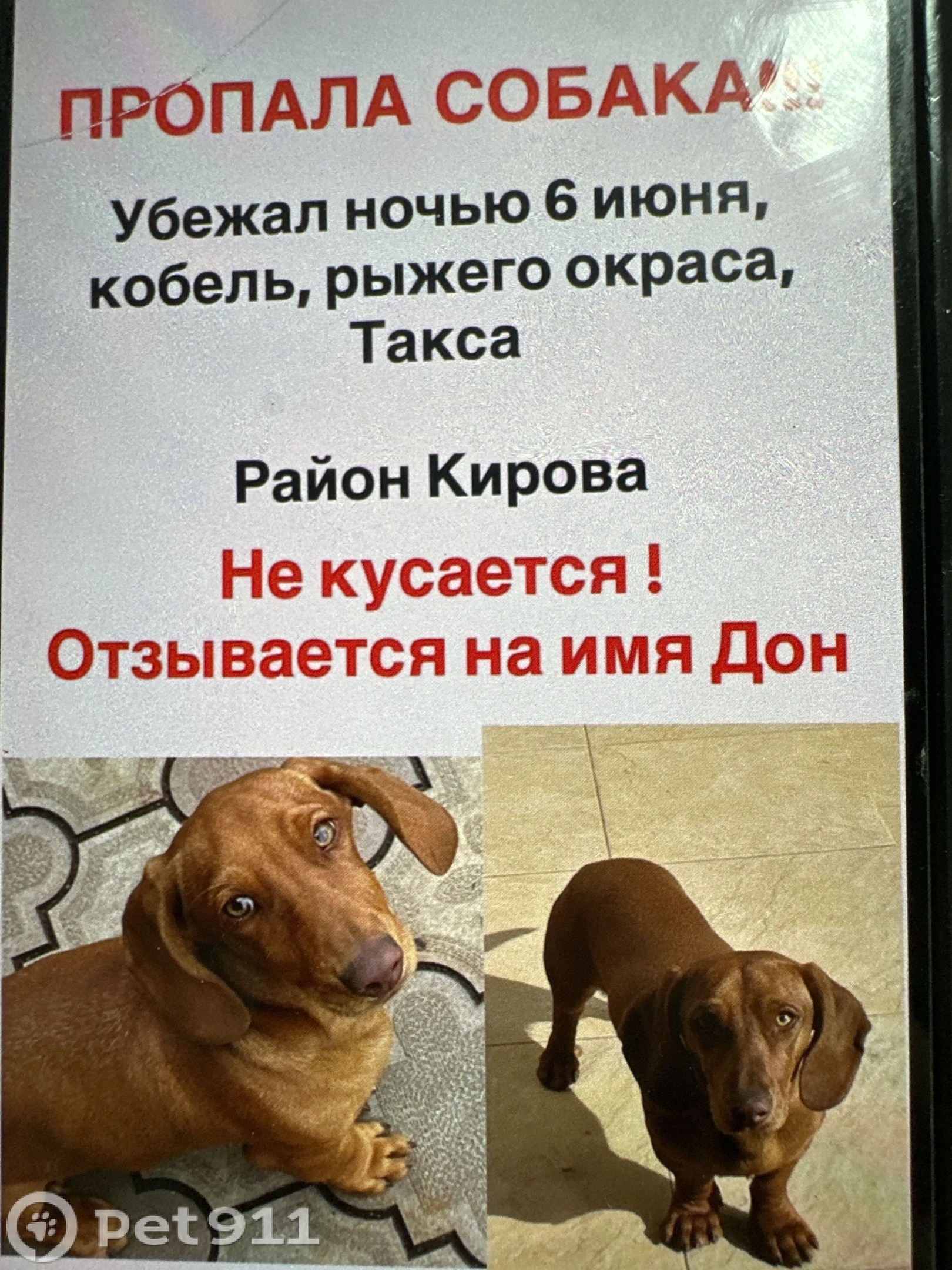 Найдена собака в Нальчике — фото объявления