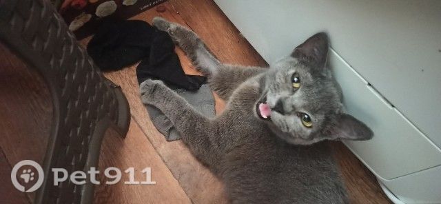 Найдена кошка в Нальчике — фото объявления