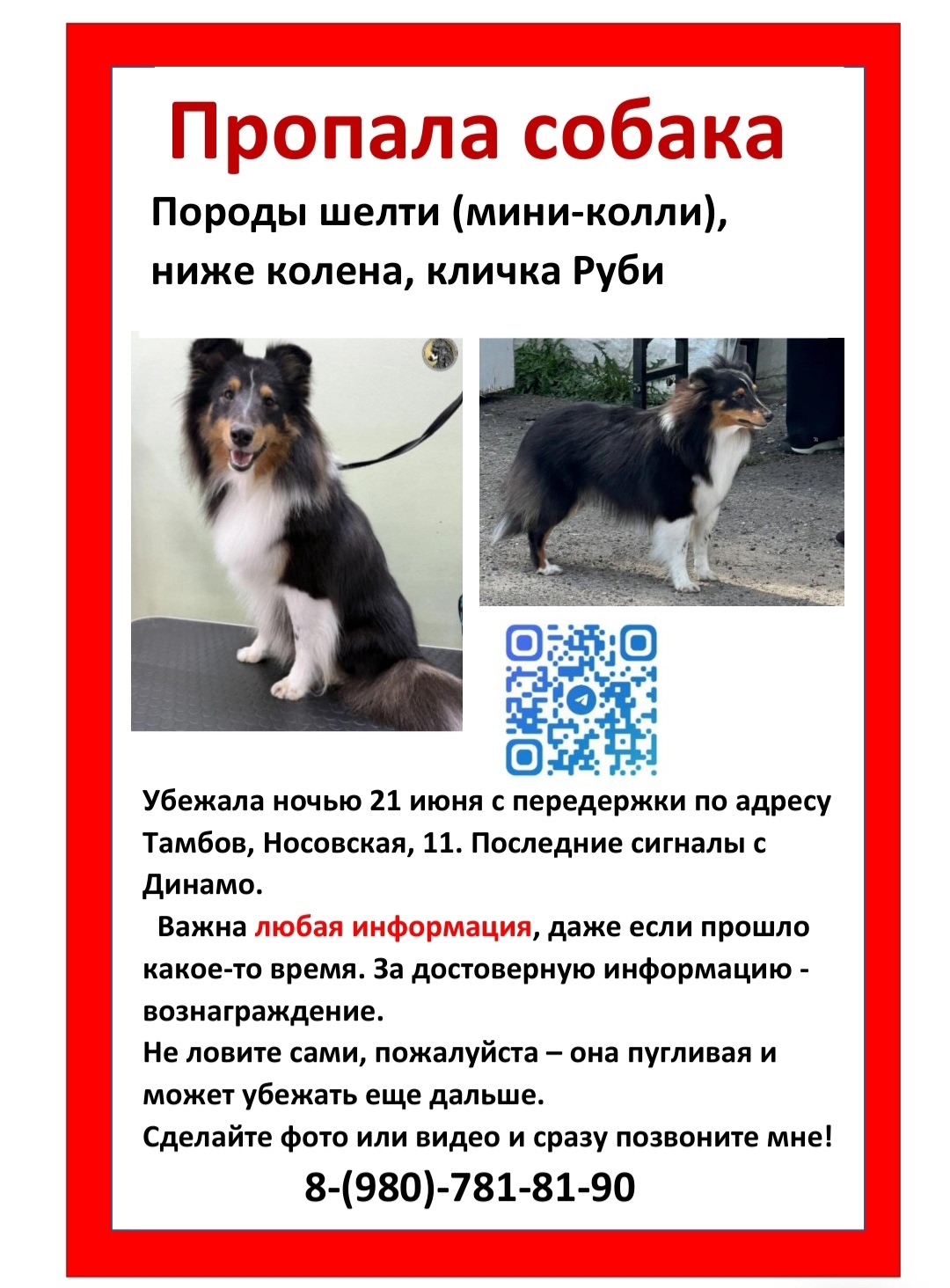 Найденная собака в Тамбове Найдена собака в Тамбове — фото объявления