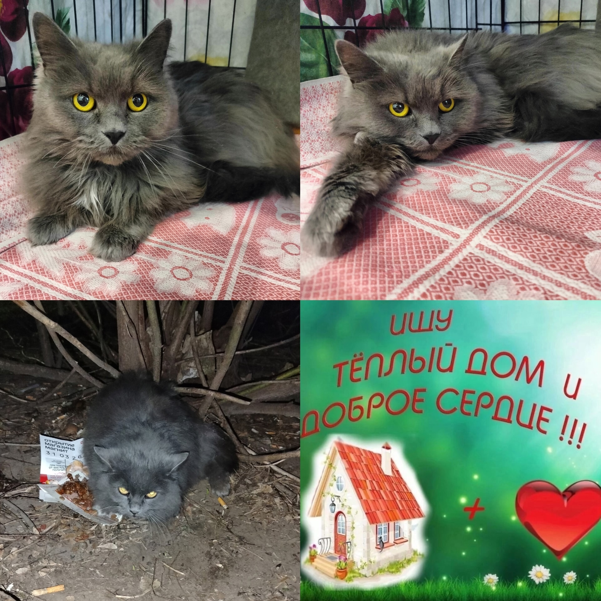 Найдена кошка в Одинцове — фото объявления