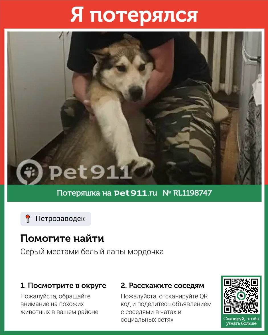 Найдена собака в Петрозаводске — фото объявления