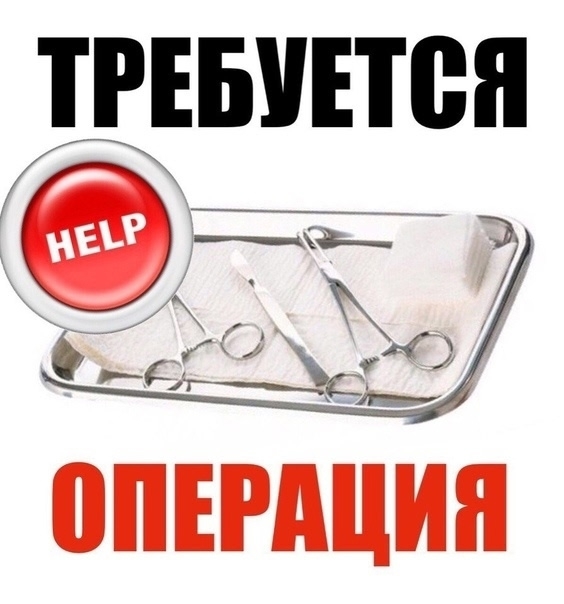 Найдена собака в Нижнекамске — фото объявления