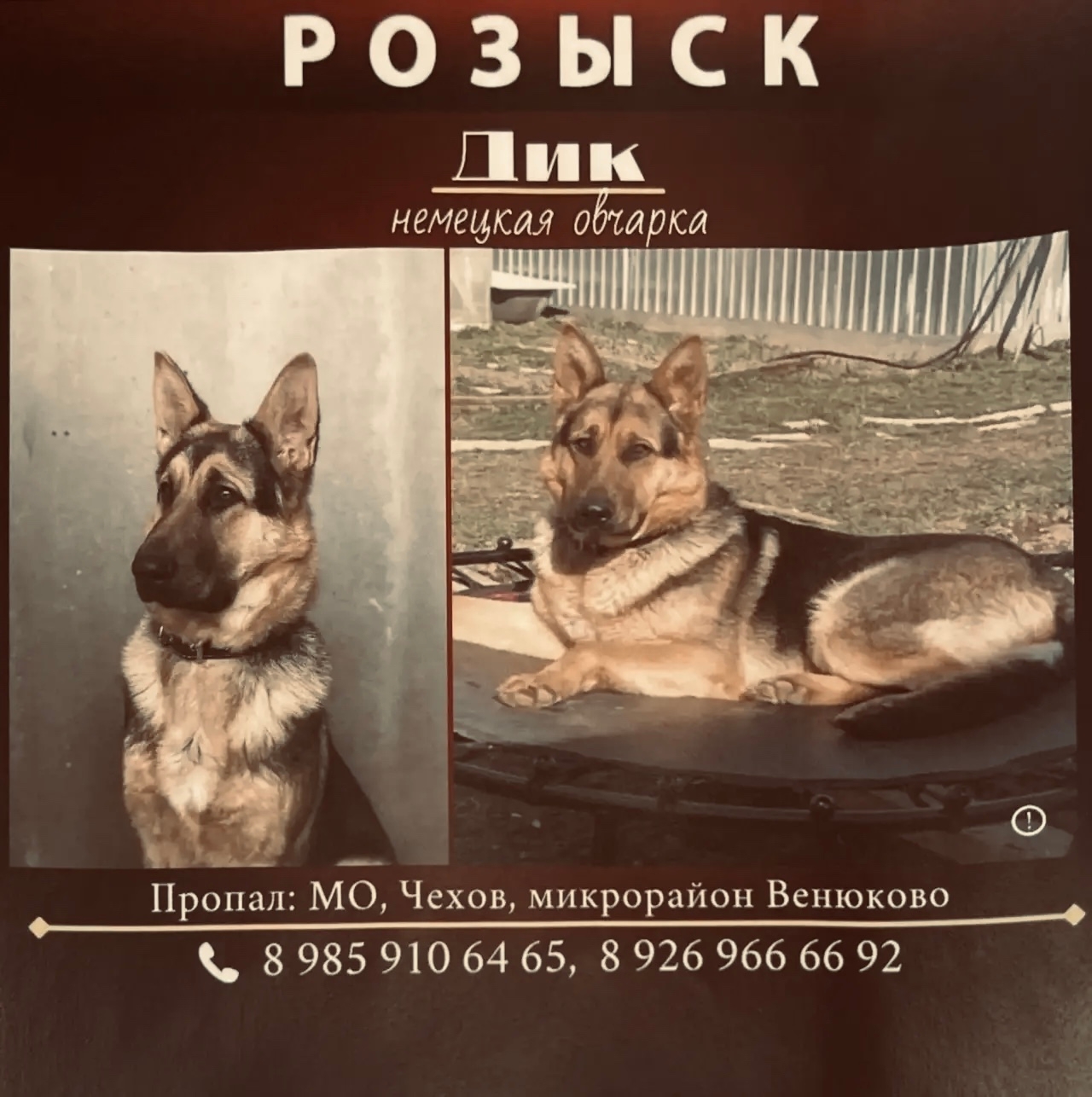 Найдена собака в Серпухове — фото объявления
