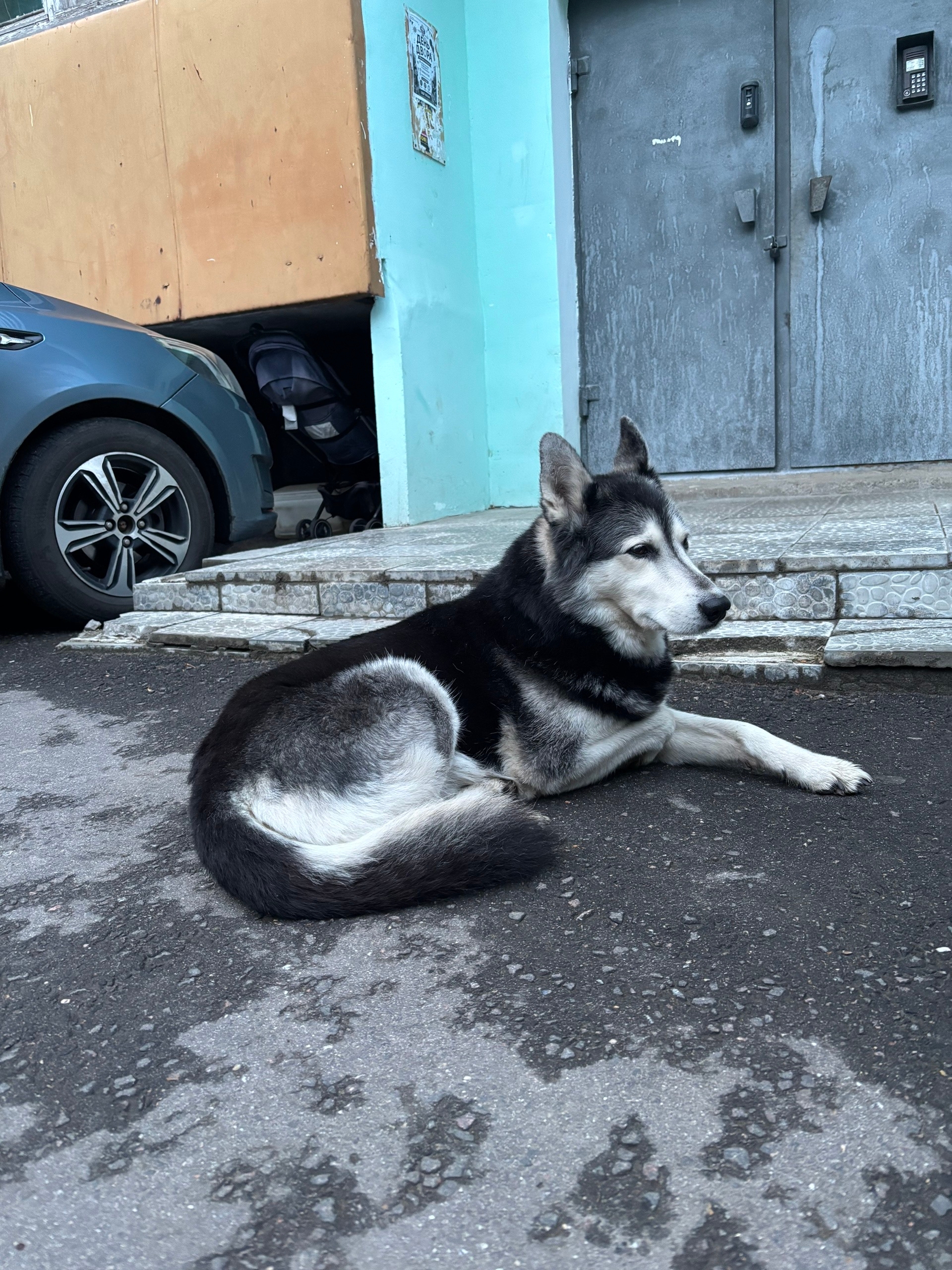 Найдена собака в Серпухове — фото объявления
