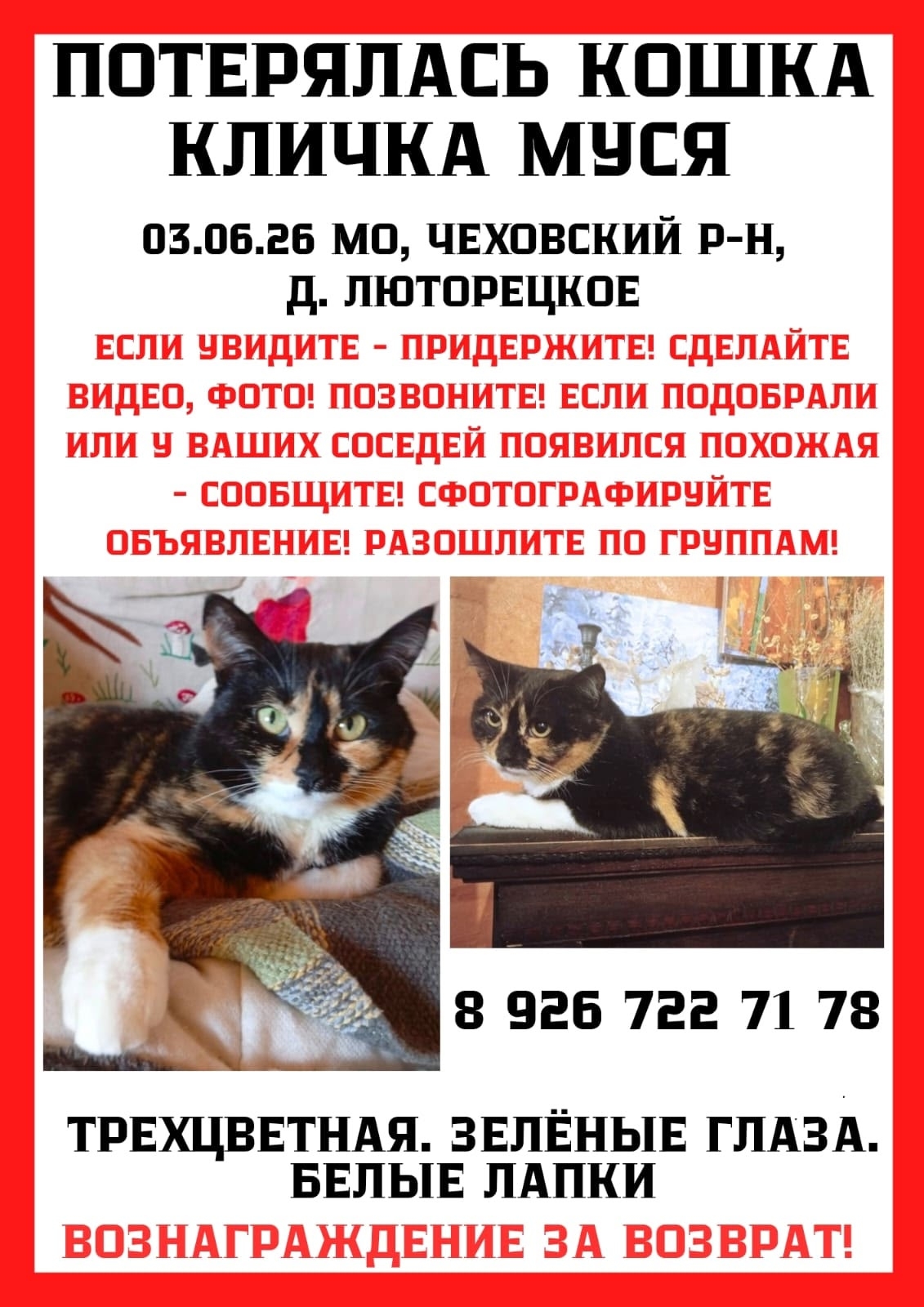 Найдена кошка в Серпухове — фото объявления