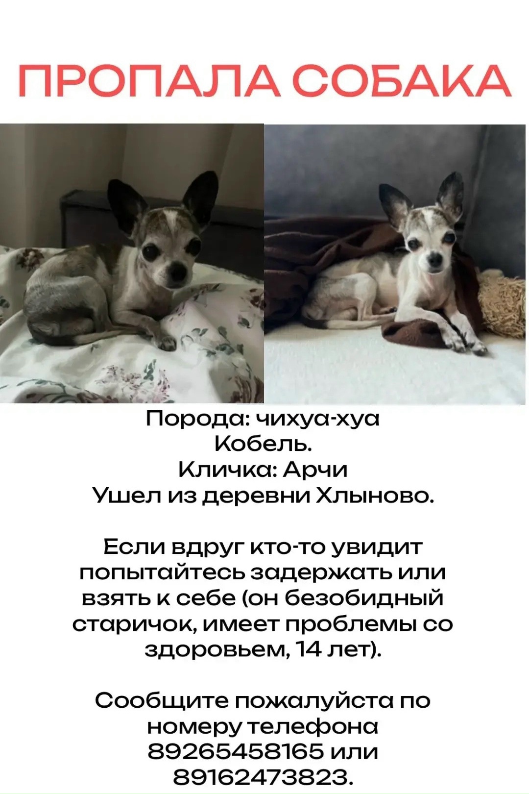 Найдена собака в Раменском — фото объявления