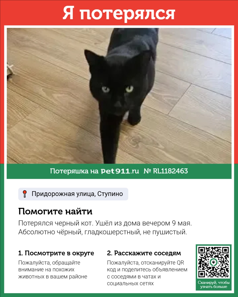 Найдена кошка в Реутове — фото объявления